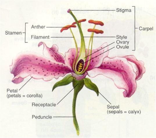 Sexual Reproduction In Plants 9316